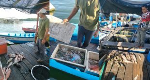 Tanggul PKT Diduga Jebol, Ikan dan Lobster di Keramba Mati, Nelayan: Kami Rugi Ratusan Juta