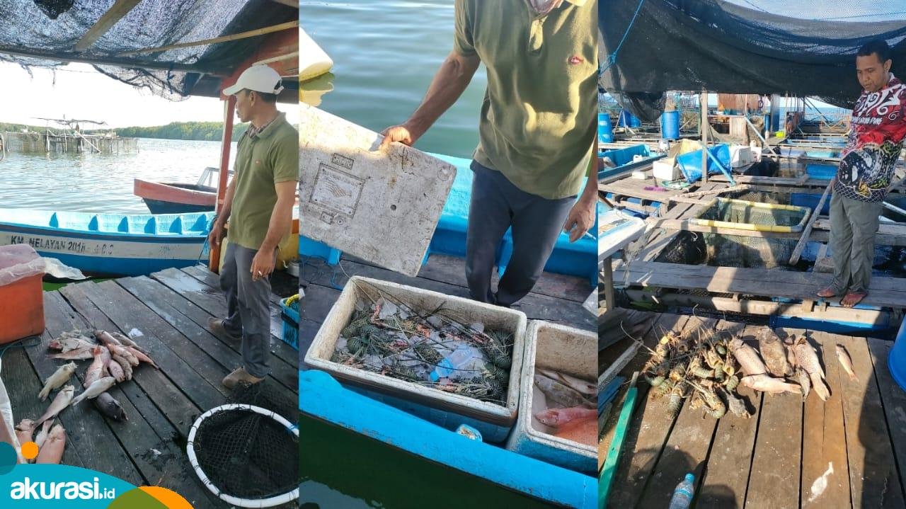 Tanggul PKT Diduga Jebol, Ikan dan Lobster di Keramba Mati, Nelayan: Kami Rugi Ratusan Juta