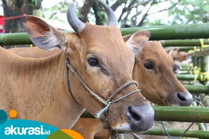 16 Ekor Sapi Kurban Banpres Jadi Angin Segar Peternak Kaltim
