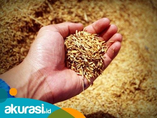 ilustrasi benih padi (ist)