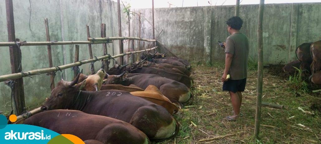 Intip Harga Sapi Kurban di Samarinda, Paling Murah Dijual Rp12 Juta