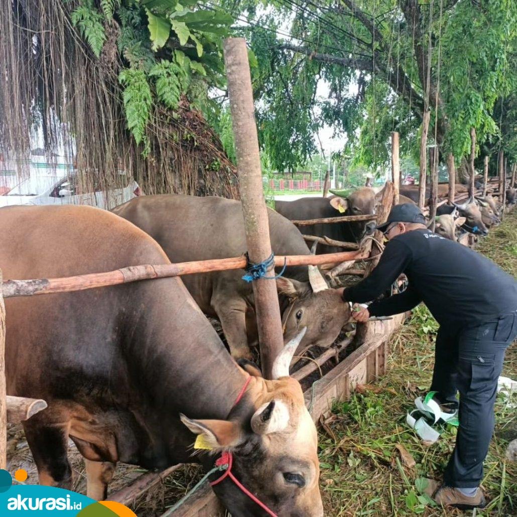Pemberian tanda setelah pemeriksaan dan pemberian surat kesehatan hewan kurban pada sapi di Jalan Pupuk Raya. (Istimewa) 