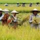 Ilustrasi petani. Nilai Tukar Petani Kaltim Juni 2024 Turun 0,04 Persen. (Istimewa)