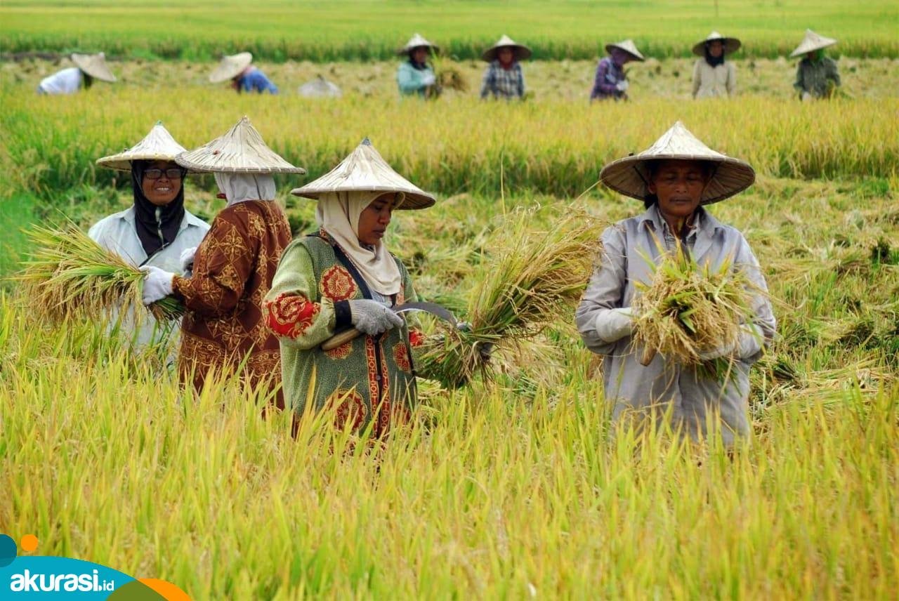 Ilustrasi petani. Nilai Tukar Petani Kaltim Juni 2024 Turun 0,04 Persen. (Istimewa)