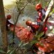 Proses evakuasi jasad korban terseret arus Sungai Seleq Legun, Desa Miau Baru, Kutim. (Dok Tim SAR Balikpapan)