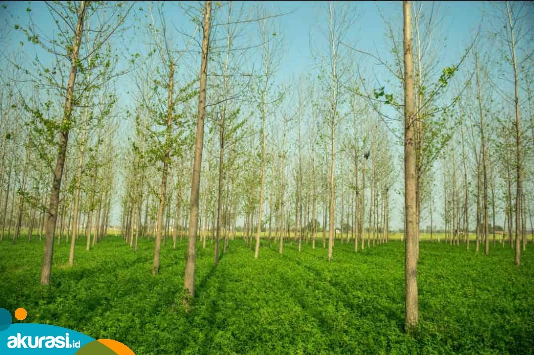 Dinas Pertanian PPU Dorong Penggunaan Sistem Agroforestri di Perkebunan