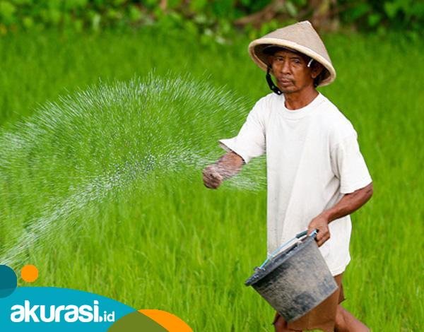 Kepala Dinas Pertanian PPU Tegaskan Tidak Ada Penyalahgunaan Subsidi Pupuk