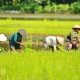 Dukung Ketahanan Pangan, Petani PPU Dapat Subsidi Solar dari Pemda