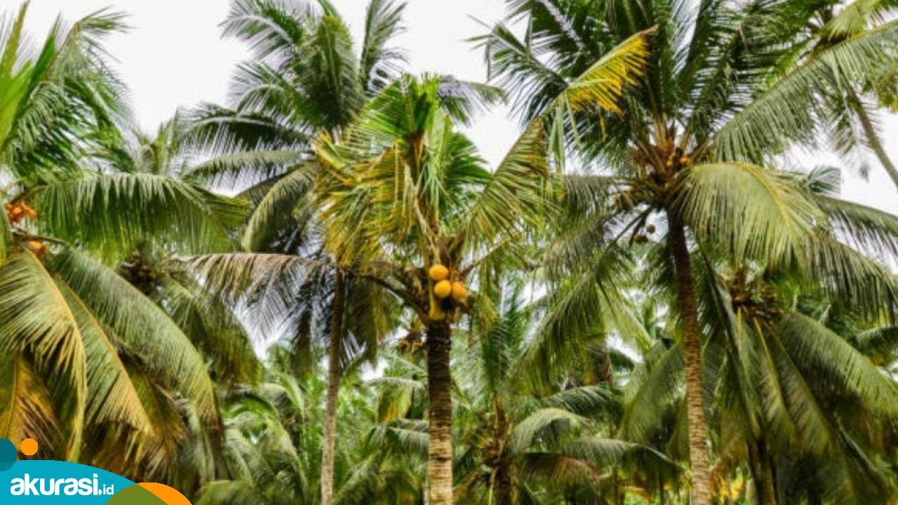 Kelapa Kaltim