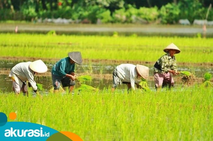 Antisipasi Inflasi, Pemkab PPU Mendorong Penggunaan Beras Lokal
