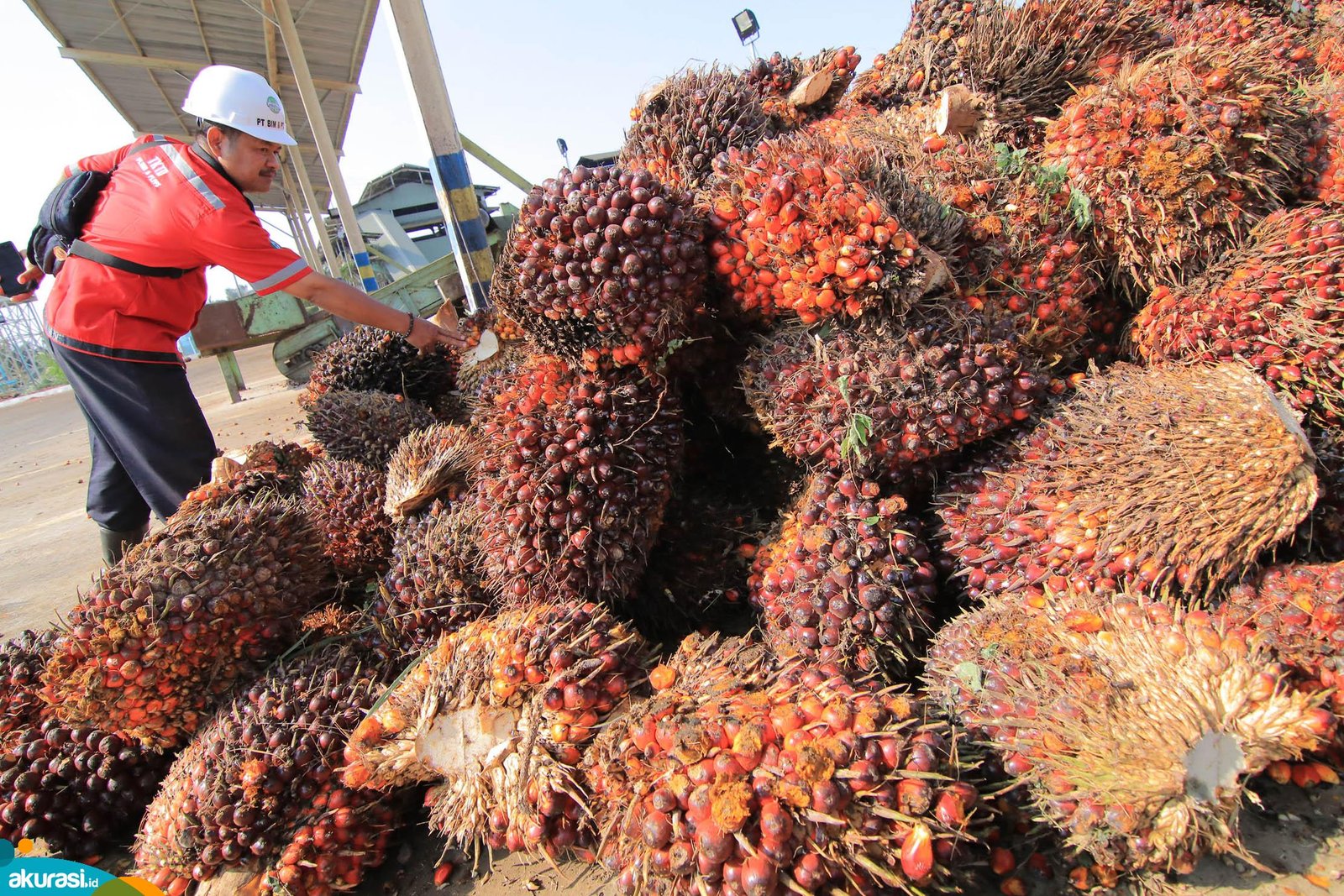 Harga Jual TBS Sawit di Kaltim Naik Imbas Naiknya Harga Jual CPO