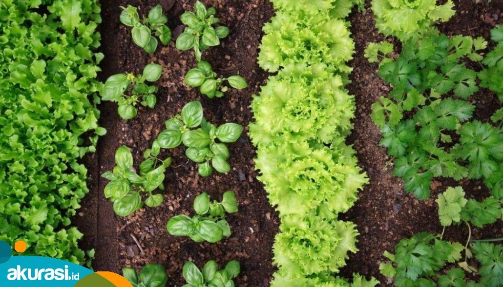 DKP PPU Dorong Diversifikasi Pertanian dengan Pola Tumpangsari