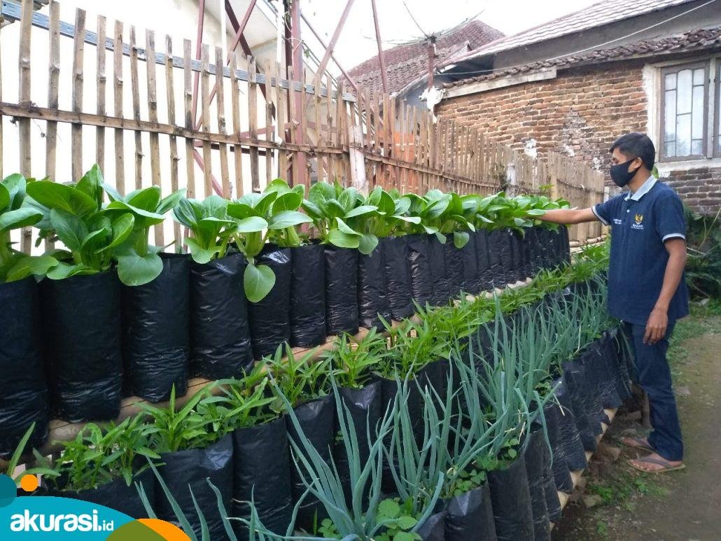 Dorong Ketahanan Pangan, DKP PPU Ingin Program P2L Berkelanjutan