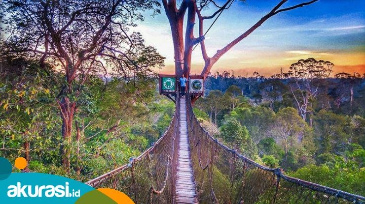 Pesona Alam Bukit Bangkirai di Kalimantan Timur