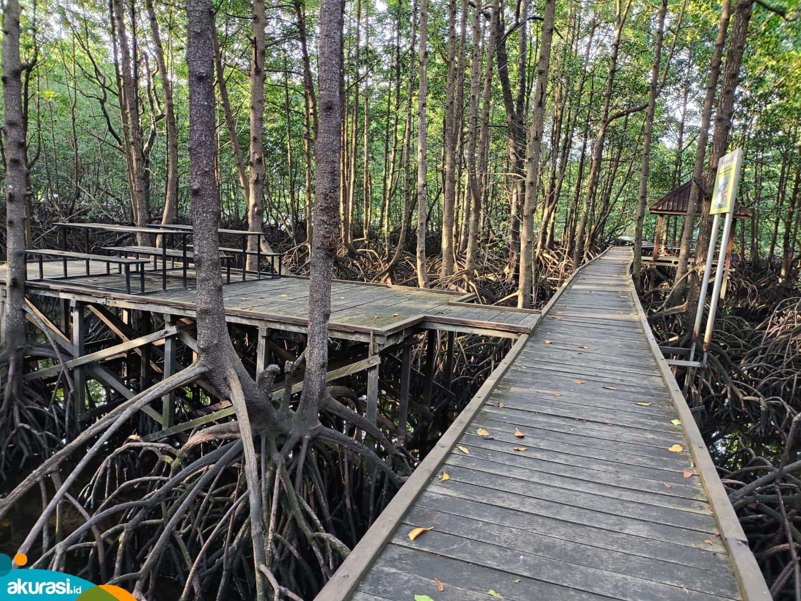 Mangrove Saleba