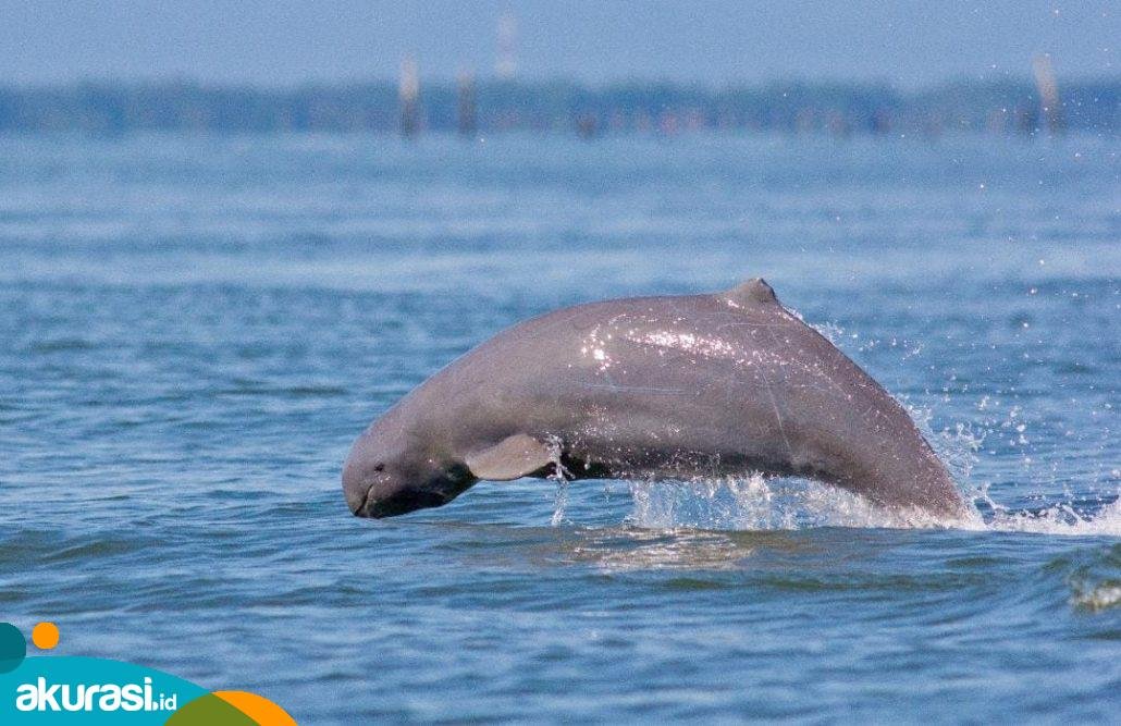 Cerita Rakyat Kalimantan Timur