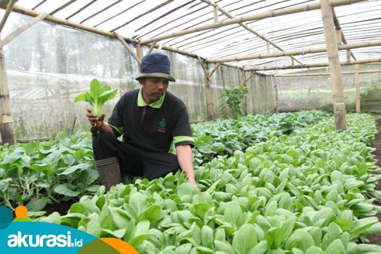 Tantangan Pertanian Organik di Kaltim: Tanah Asam dan Produksi Terbatas