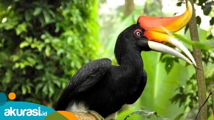 Mengenal Lebih Dekat Fauna Endemik Kalimantan Timur