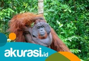 Empat Orangutan