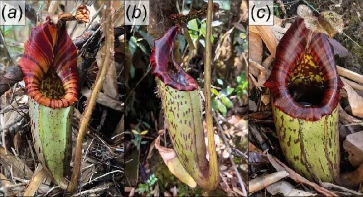 Tanaman Khas Kalimantan 