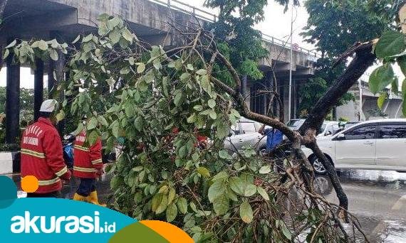 Musim Hujan, DLH Samarinda Siapkan Tim Khusus Tangani Pohon Rawan Tumbang