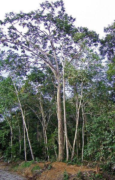 Tanaman Khas Kalimantan 