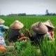 Petani di Kaltim