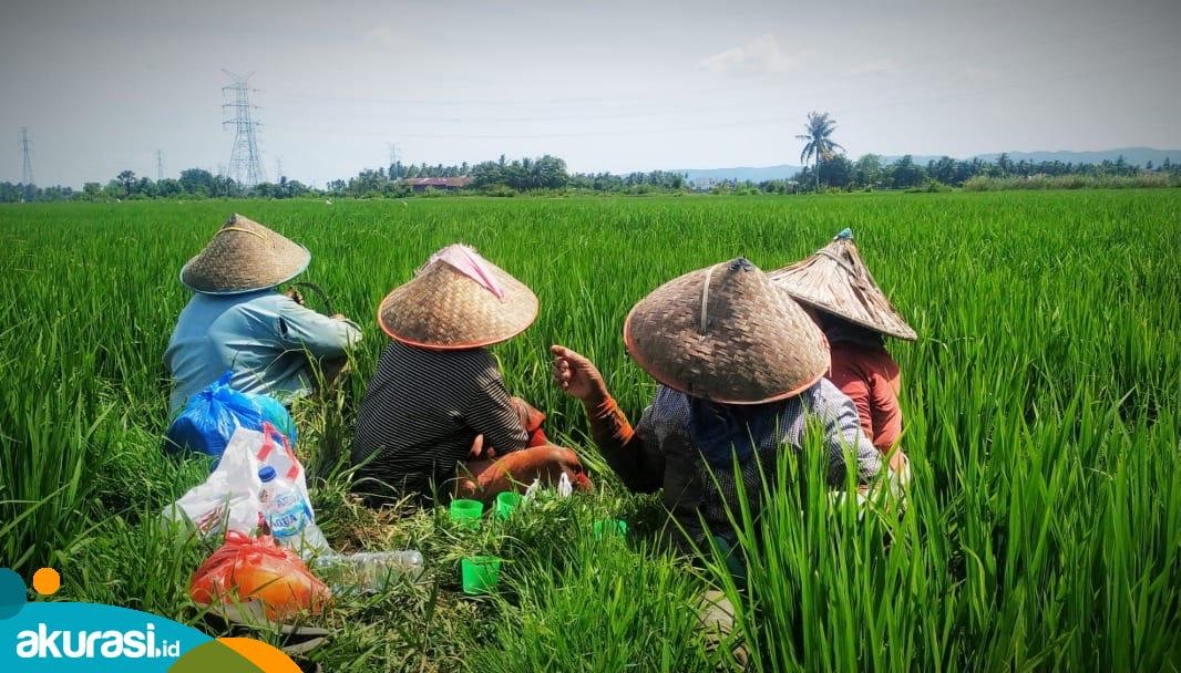 Petani di Kaltim