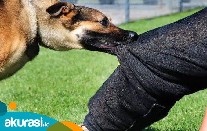 Balikpapan dan Samarinda Puncaki Kasus Gigitan Hewan Penular Rabies di Kaltim