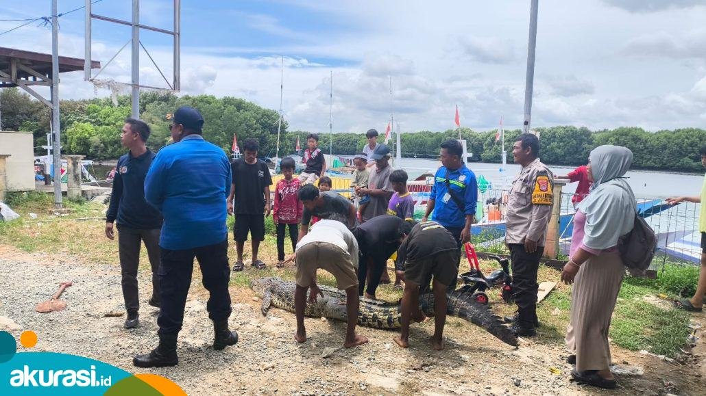 Warga Heboh! Bangkai Buaya 4 Meter Ditemukan di Tanjung Limau