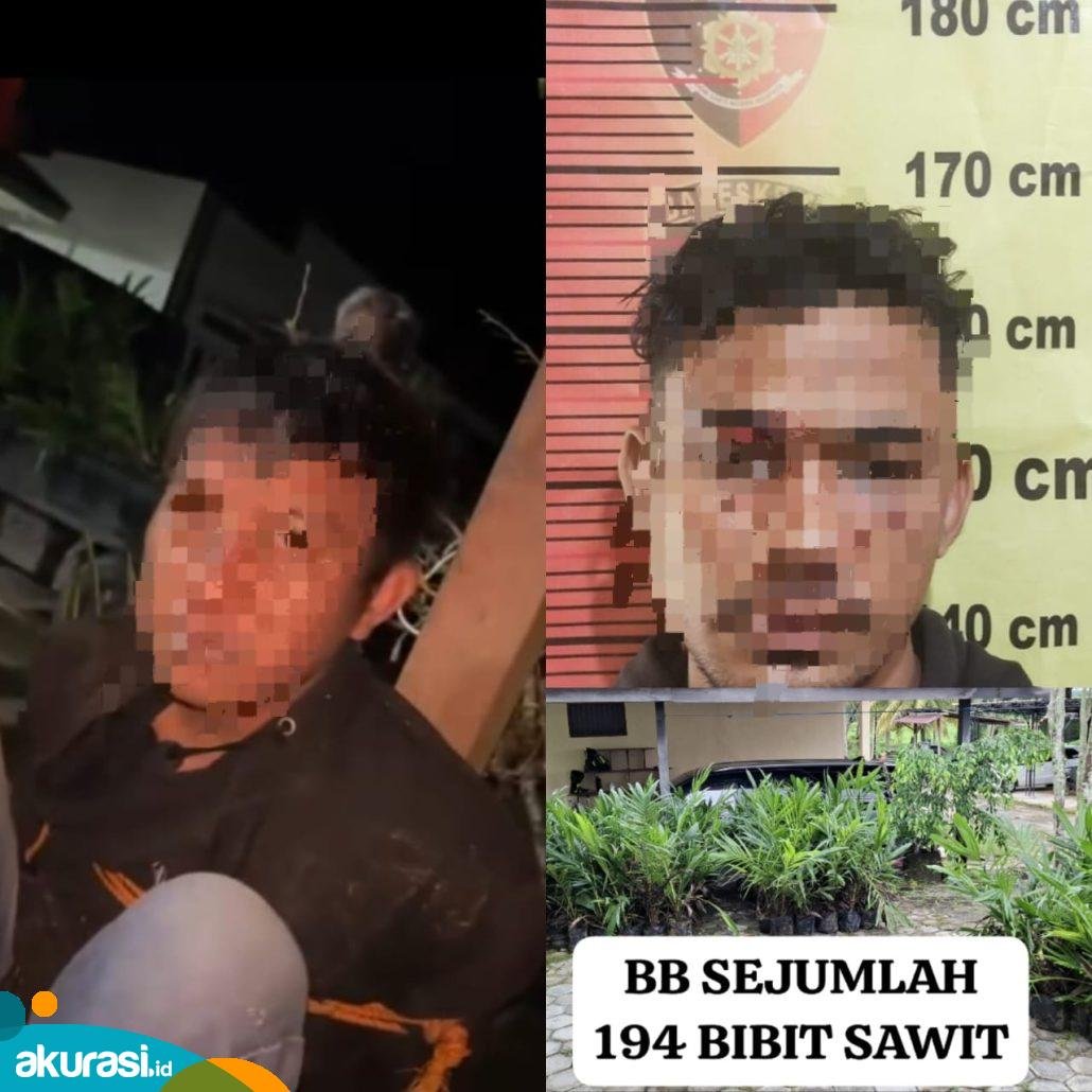 Ngambil 194 Bibit Sawit Tanpa Bilang, Dua Pria Asal Samarinda Ditangkap Warga Desa Santan