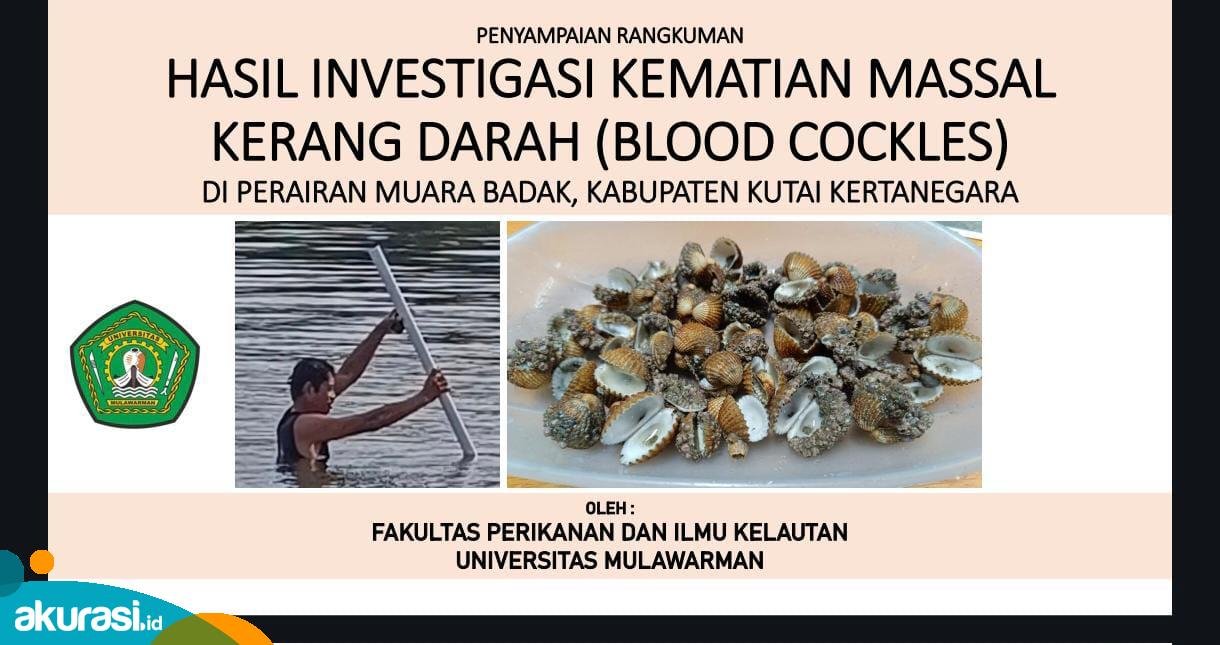 Kerang Dara