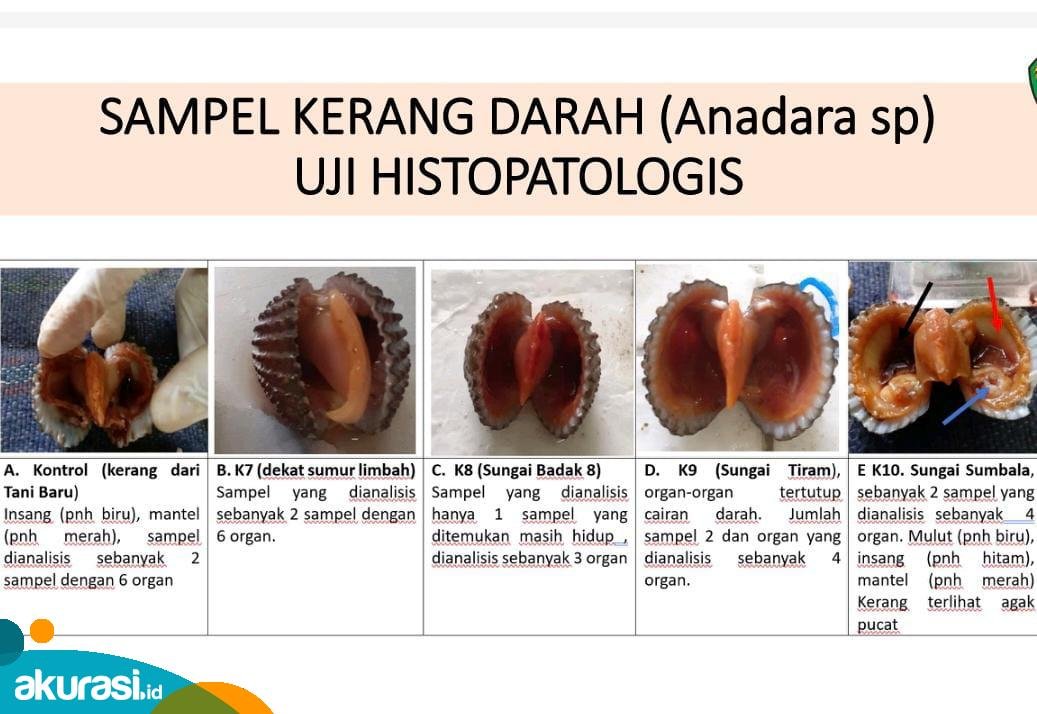 Pencemaran Muara Badak