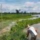 Pemkab PPU Genjot Optimalisasi Lahan Pertanian Rawa