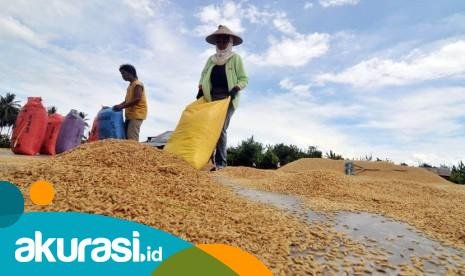 Pemerintah Serius Dukung Petani, Harga Gabah Naik Jadi Rp6.500 per Kilogram