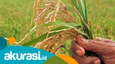 Garap Lahan Rawa