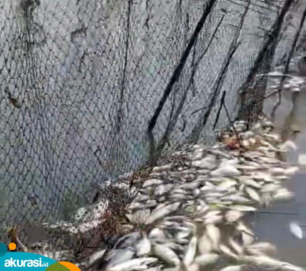 Dugaan Pencemaran, Pengamat Lingkungan: Tidak Hanya Uji Kualitas Air, Uji Ikan Hidup Juga Penting