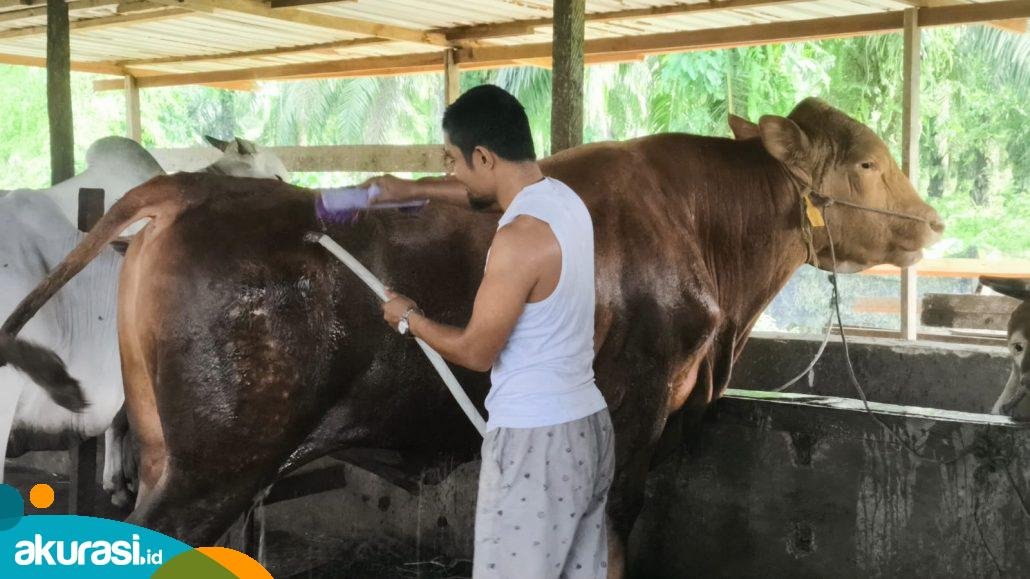 Sapi Kurban Presiden untuk Bontang, jadi Harapan dan Semnagat Baru bagi Peternak Lokal