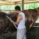 Sapi Kurban Presiden untuk Bontang, jadi Harapan dan Semnagat Baru bagi Peternak Lokal