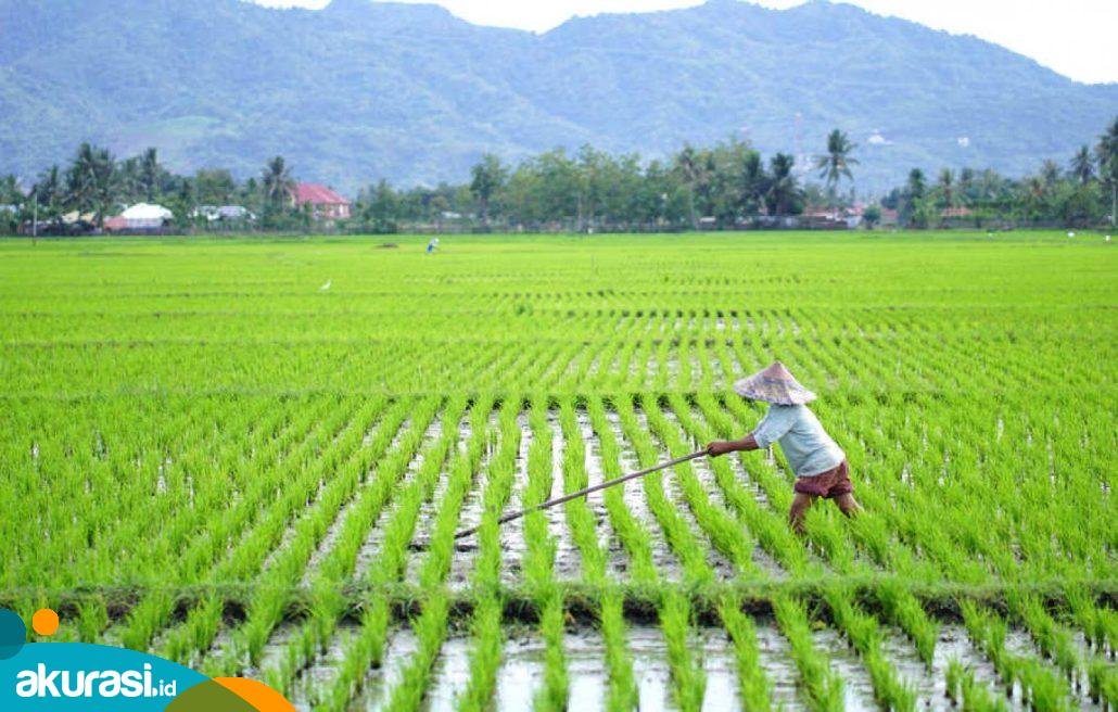 Kaltim Bakal Cetak Sawah Baru