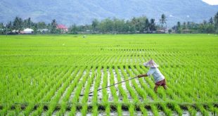 Kaltim Bakal Cetak Sawah Baru