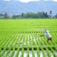 Kaltim Bakal Cetak Sawah Baru