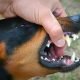 Ancaman Rabies
