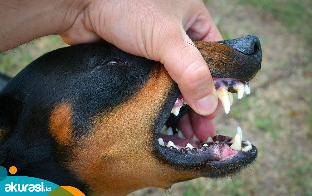 Ancaman Rabies
