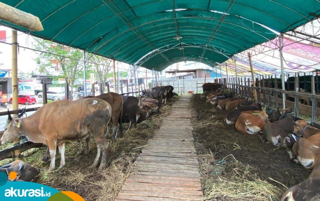 Jelang Iduladha, Pedagang Hewan Kurban di Samarinda Keluhkan Penurunan Omzet