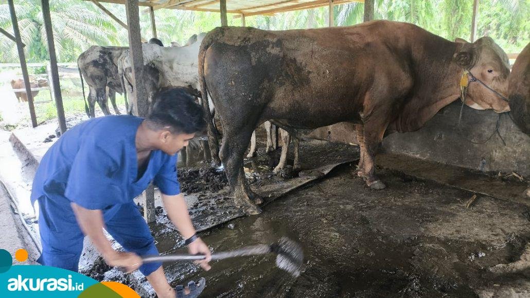 Sapi Presiden untuk Bontang, Harganya Capai Rp75 Juta