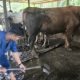 Sapi Presiden untuk Bontang, Harganya Capai Rp75 Juta