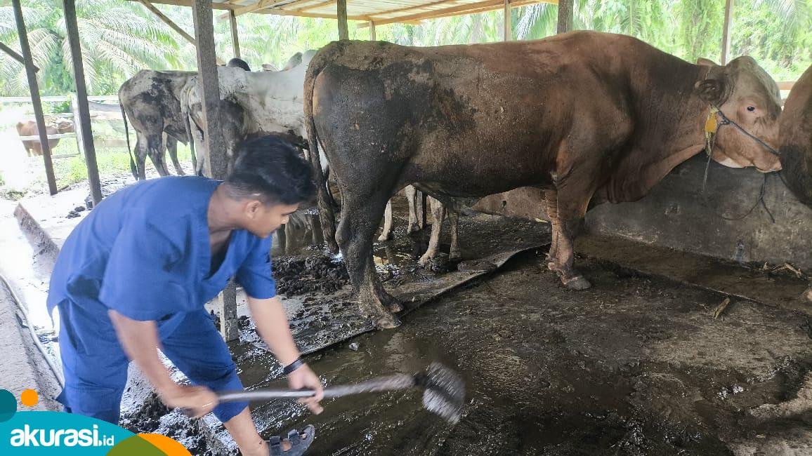 Sapi Presiden untuk Bontang, Harganya Capai Rp75 Juta