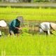 Petani Kaltim