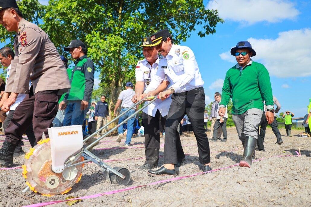 Tanam Jagung Serentak